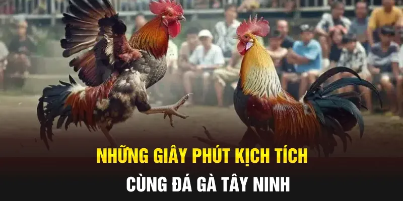 Những giây phút kịch tích cùng đá gà tây ninh