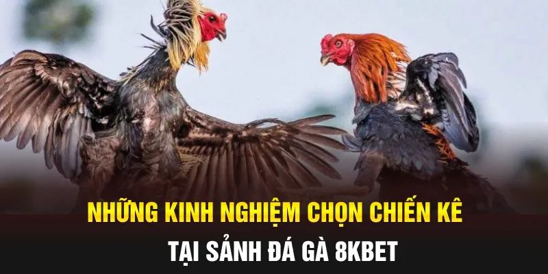 Những kinh nghiệm chọn chiến kê tại sảnh đá gà 8kbet